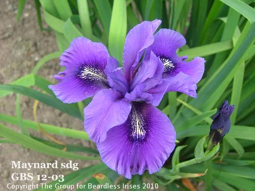 Maynard sdg GBS 12-03